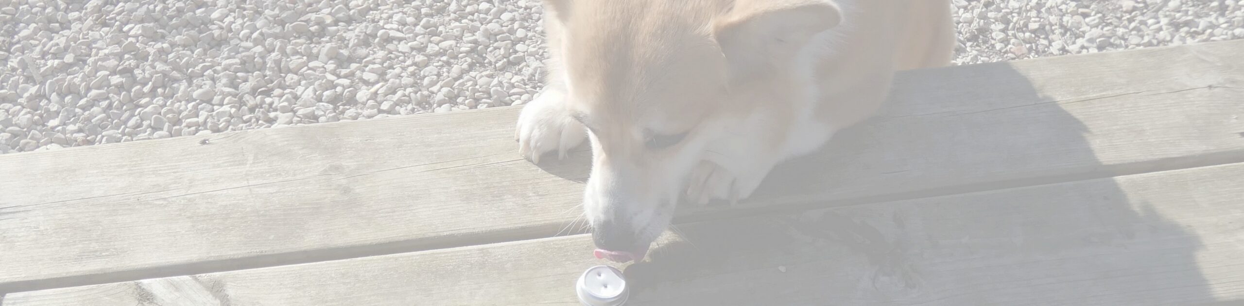 tuto pour débuter en nosework